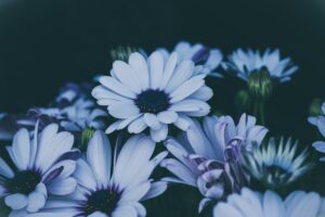 cremation services Long Beach NY 1 300x200 cremation services Long Beach NY 1 300x200