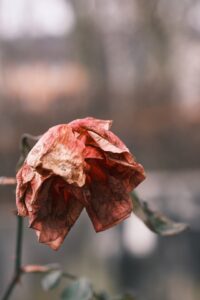 cremation services Long Beach NY 1 200x300 cremation services Long Beach NY 1 200x300