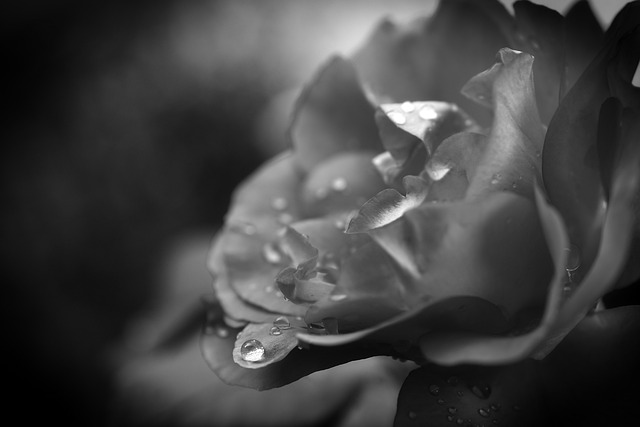 cremation services in Nassau County, NY
