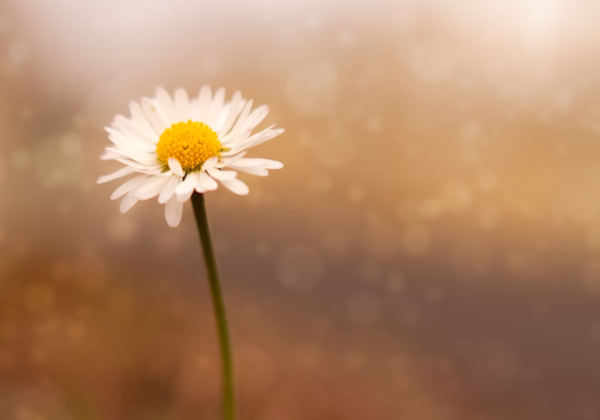 cremation services Long Beach, NY