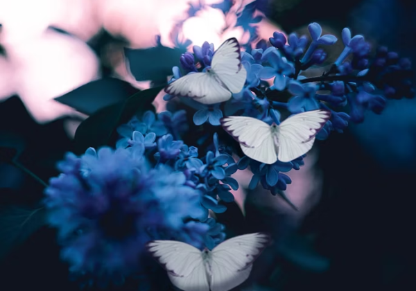 cremation services Nassau County, NY