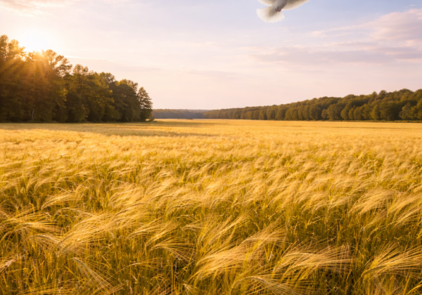 cremation services in Queens, NY