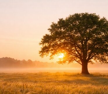 Cremation services in Nassau County, NY with a peaceful open field and lone tree at sunrise